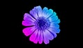 Closeup of a colorful zinnia on black background