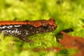 Closeup of a colorfull juvenile Dell Norte`s salamander, Plethodon elongatus in South Oregon