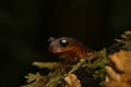 Closeup on the colorfull red Californian coastal, Yellow-eyed Ensatina eschscholtzii xanthoptica