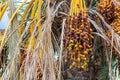 Closeup of colourful dates Royalty Free Stock Photo