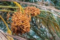 Closeup of colourful dates Royalty Free Stock Photo