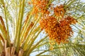 Closeup of colourful dates clusters Royalty Free Stock Photo