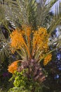 Closeup of colourful dates clusters. Branch of date palms Royalty Free Stock Photo