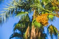 Closeup of colourful dates clusters. Branches of date palms under blue sky Royalty Free Stock Photo