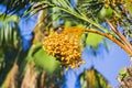 Closeup of colourful dates clusters. Branches of date palms under blue sky Royalty Free Stock Photo