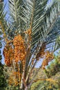 Closeup of colourful dates clusters. Branches of date palms under blue sky Royalty Free Stock Photo