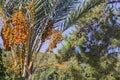 Closeup of colourful dates clusters. Branches of date palms under blue sky Royalty Free Stock Photo