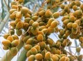 Closeup of colourful dates clusters Royalty Free Stock Photo