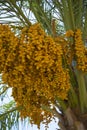 Closeup of colourful dates clusters, date palm fruits Royalty Free Stock Photo