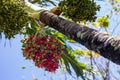 Closeup of colourful dates fruit clusters, shallow depth of field. Royalty Free Stock Photo