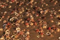 Closeup Colourful Empty Sea Shells on Wet Sand Beach Royalty Free Stock Photo
