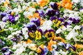 Closeup of colourful flowerbed made of pansies