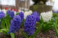 Closeup of colourful hyacinths with waterdrops on them in a garden under the sunlight Royalty Free Stock Photo