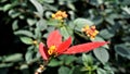 Closeup colourful leaves of Euphorbia pulcherrima also known as Poinsettia or Christmas flower Royalty Free Stock Photo