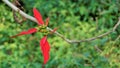 Closeup colourful leaves of Euphorbia pulcherrima also known as Poinsettia or Christmas flower Royalty Free Stock Photo