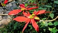 Closeup colourful leaves of Euphorbia pulcherrima also known as Poinsettia or Christmas flower Royalty Free Stock Photo