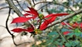 Closeup colourful leaves of Euphorbia pulcherrima also known as Poinsettia or Christmas flower Royalty Free Stock Photo