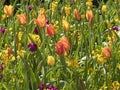 Mixed tulips and wallflowers in a garden