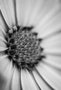 Closeup of colourful osteospermum flower or cape daisy, black and white.