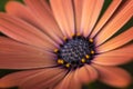 Closeup of colourful osteospermum flower or cape daisy