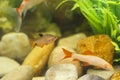 Closeup of colourfully fish in aquarium Royalty Free Stock Photo
