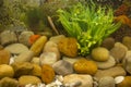 Closeup of colourfully fish in aquarium Royalty Free Stock Photo