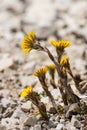 Closeup of coltsfoot flowers