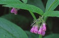 Closeup of the Comfrey plant \'s bloom clusters