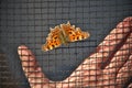 Orange butterfly on the trampoline safety net. Human palm of hand behind the net.