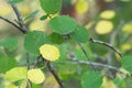 Common aspen, Populus tremula leafs on twig in autumn