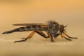 Closeup on the Common awl robberfly, Neoitamus cyanurus, a predator on other smaller flies and wasps