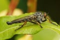 Closeup on the common awl robberfly , Neoitamus cyanurus, sitting on a green leaf