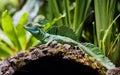 Closeup of common basilisk in the area of Tabacon Hot Springs, Costa Rica Royalty Free Stock Photo