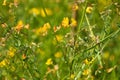 Closeup of common bird\'s foot trefoil flowers with selective focus on foreground