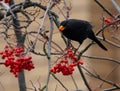 Closeup of a common blackbird eating a berry on a tree branch during daylight