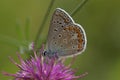 Closeup of a common blue butterfly