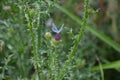 Closeup of a common blue butterfly perched on a thistle Royalty Free Stock Photo