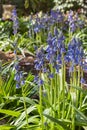 Closeup of common bluebell flowers in bloom growing in garden with blurred background