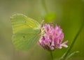 Common brimstone butterfly on pink flower of red clover Royalty Free Stock Photo