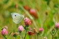 Closeup of common brimstone, Gonepteryx rhamni, perched on clover blossom and feeding. Yellow butterfly on flowered meadow. Royalty Free Stock Photo