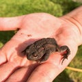 Closeup of common brown European toad Caucasian hand holding amphibian Royalty Free Stock Photo