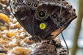 A Common Buckeye Butterfly Feeding
