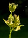 A closeup of the cabbage thistle Cirsium oleraceum