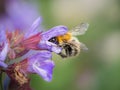 A common carder bee feeding on the blossoms of common sage