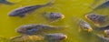 Closeup of common carps swimming in the water, hungry fishes coming with their mouths above the water, popular fish specie from