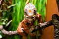 Closeup of a common chameleon on a tree branch under the lights with a blurry background Royalty Free Stock Photo