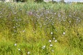 Closeup of common chicory field with selective focus on foreground Royalty Free Stock Photo