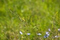 Closeup of common chicory flowers with selective focus on foreground Royalty Free Stock Photo