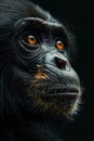 Closeup of a Common chimpanzees wrinkled face with orange eyes in darkness Royalty Free Stock Photo