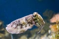 Closeup of a common cuttlefish swimming in the ocean, funny aquarium pet Royalty Free Stock Photo